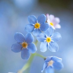 forget me not (scrap)