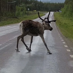 FONUS - Full och Fri