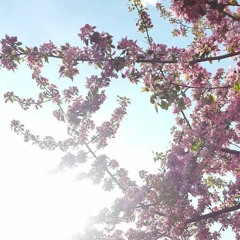 Birds in the backyard