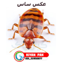 ساس چیست و چگونه آن را شناسایی کنیم؟