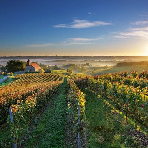 Teilhpé X Critical Jack vinyleset au bord des vignes