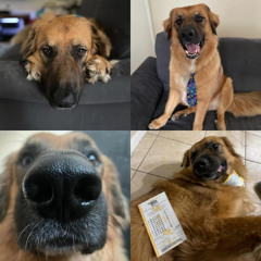 Don't Let My Dog Out