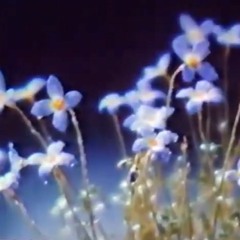 dreamy phantasy