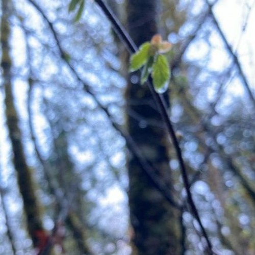 Paperthin fragile reed