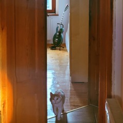 Дом Восходящего Солнца (Animals)