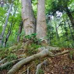 The Saddest Tree In The Weeping Woods