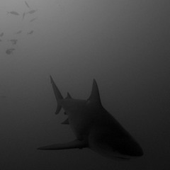 Patek Shark (prod. baikoglory)