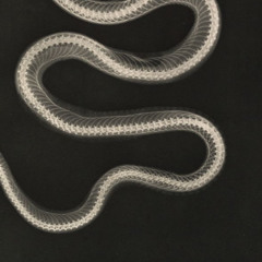 i met the cia on acid!