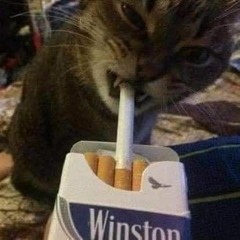 Cat Smoke
