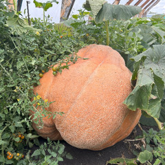 That’s a lot of pie! Sask. farmer grows 500-pound pumpkin