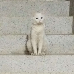 El Besta - New Raï (Bonus track) | Live Paris [Cabaret Sauvage] [ ezmp3.cc ].mp3