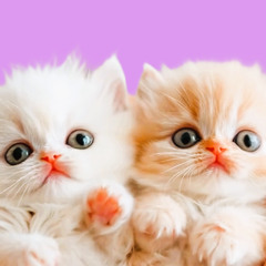 Two sweet kittens