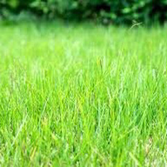 Touch grass (prod. Becker + Vladflare) #grass #youneedit