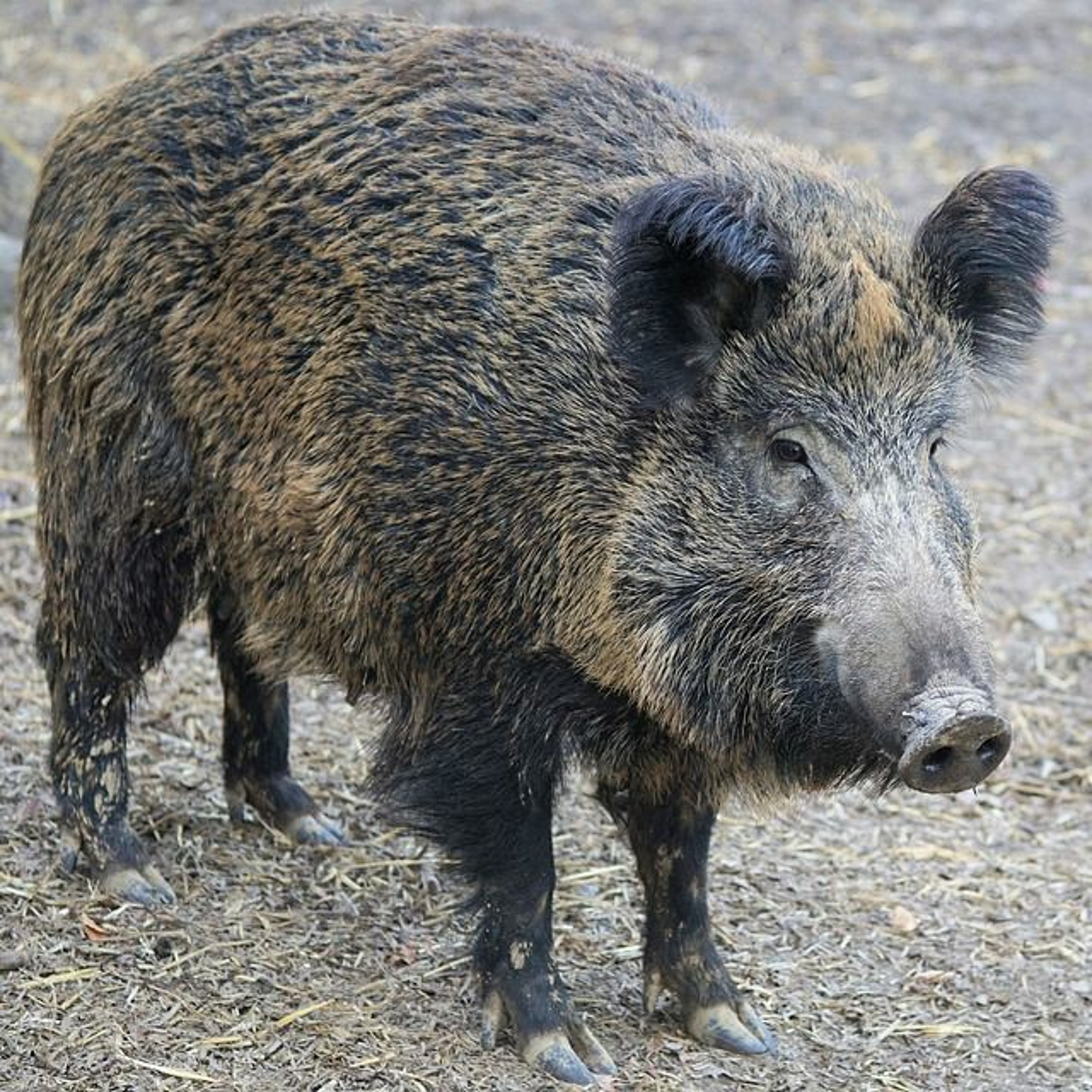 Freedom Speak with Becca Mari - How to catch a Wild Pig episode artwork
