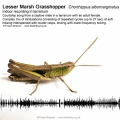 Lesser Marsh Grasshopper (Chorthippus albomarginatus)