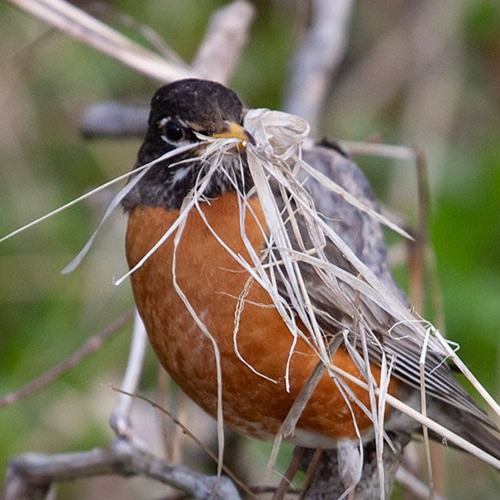 Robin Red-breast