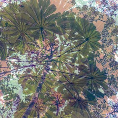 Tropical Soul: Latin-Afro rhythms, disco, house & global bass