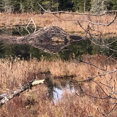 Fast car boxboy cover