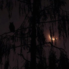 Electric Echoes
