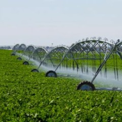 No room for drought by Timothy Foster