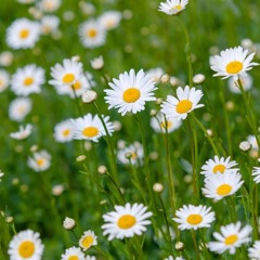 Ghé Qua x Đi Qua Hoa Cúc | Mashup