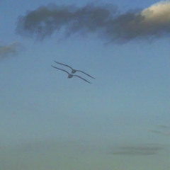 雲海 sea of clouds