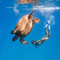 Review Special Price Turtle Canyons Snorkel Excursion From Waikiki Hawaii