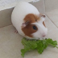 Guinea PIG - vik