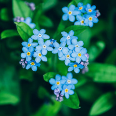 Forget Me Not's Scrapped Outro