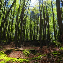 Corn Bunting and Eurasian Skylark