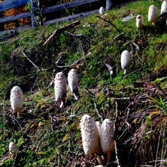 navegantes in forest