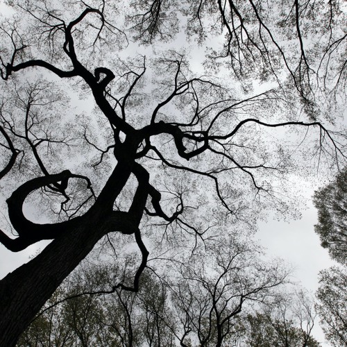 rotting but fuck it the trees are pretty