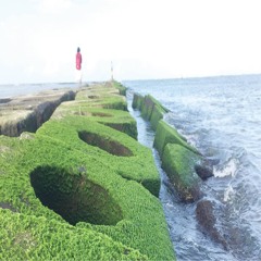 Nỗi Nhớ Rong Rêu - ST: Cao Minh Thọ