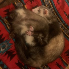 FireRockin(DICKMASHUP)