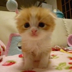 Дора - Младшая Сестра (Treepside Remix // 2 Snippet)