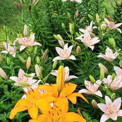 RobotiK FlowerZ