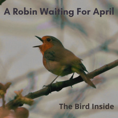 A Robin Waiting For April