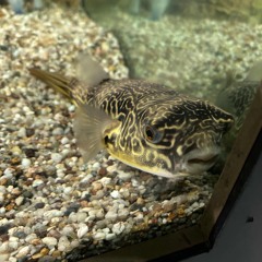 dear (bad phone demo)