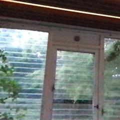 flies