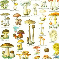 La chasse aux champignons