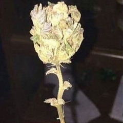 Deteriorated prod yeahitis