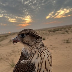 لا يالرفيق الوافي المزيون