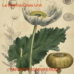 PAPAVER SOMNIFERUM