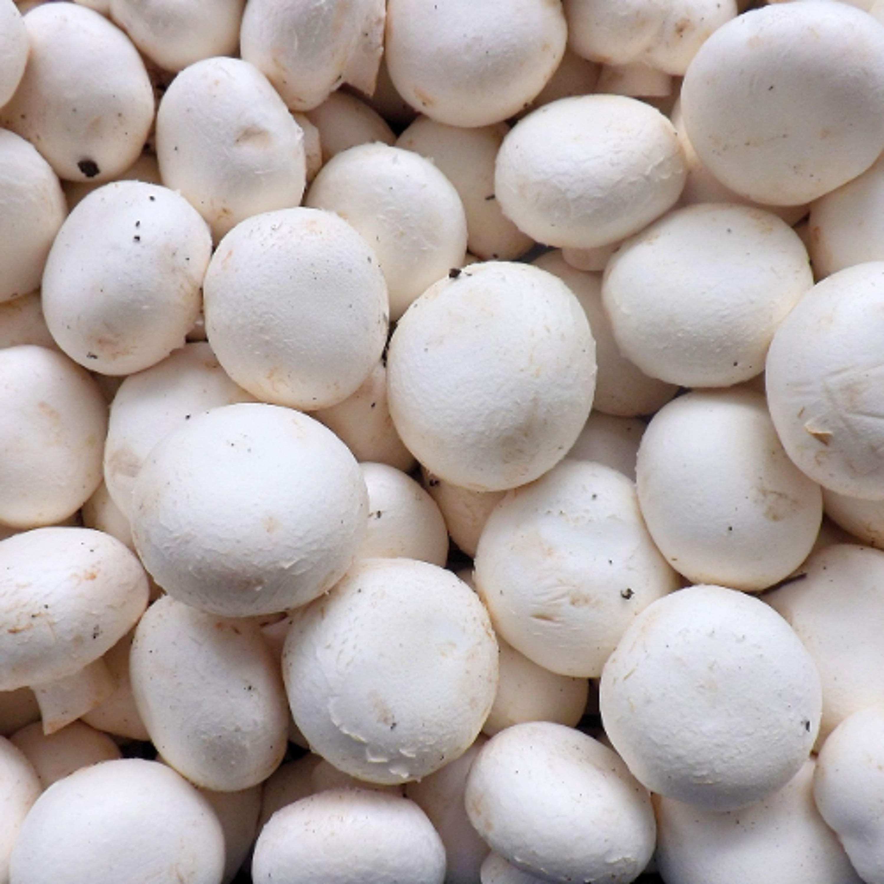 Canadian mushroom growers warn U.S. duties could threaten jobs, raise food costs episode artwork