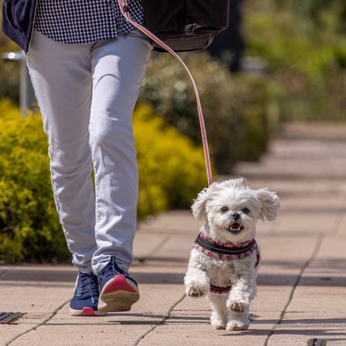 Walk the Dog
