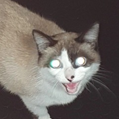 Damn son xhere you find thiis