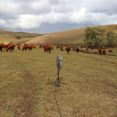Red Cows at Southern Urals_BINAURAL