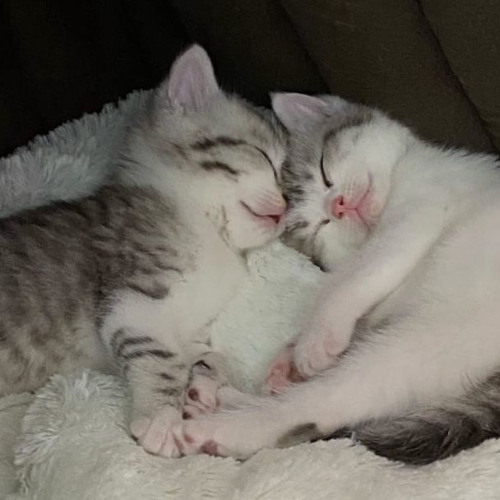 Нервы - Счастье (jerk)