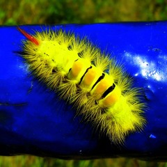Caterpillar