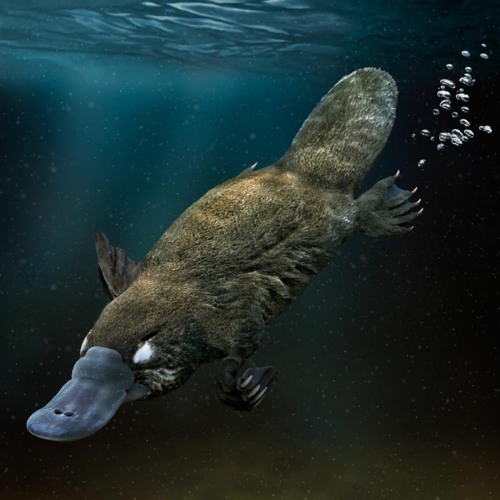 Spirals Personal Mix 3-Platypus diving deep Mix-Various Artists